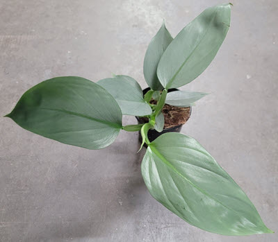 Silver Sword Philodendron